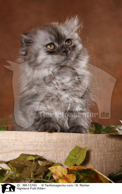 Highland Fold Kitten / RR-13760