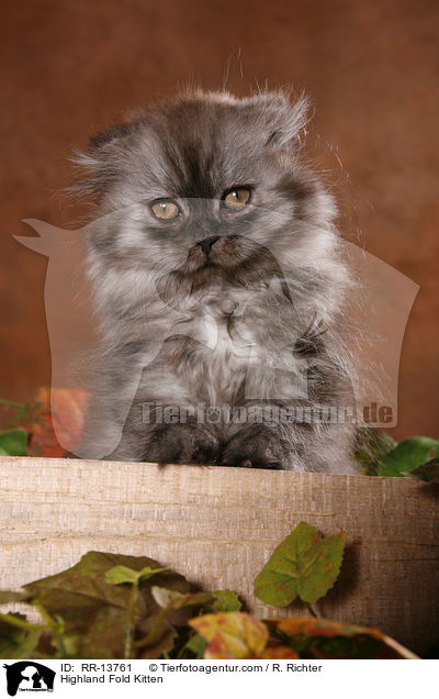 Highland Fold Kitten / RR-13761