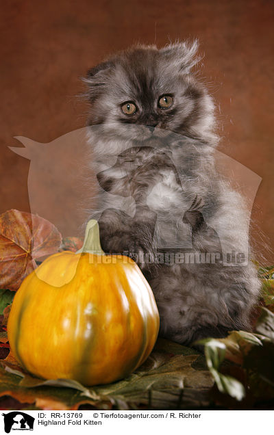 Highland Fold Kitten / RR-13769