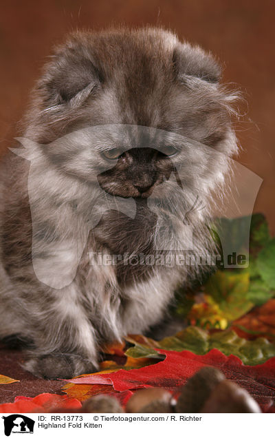Highland Fold Kitten / Highland Fold Kitten / RR-13773