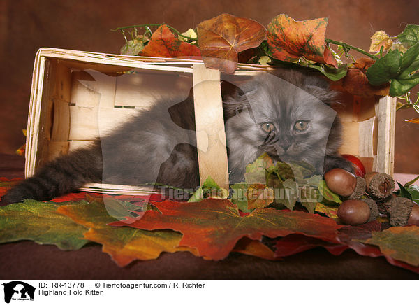 Highland Fold Kitten / Highland Fold Kitten / RR-13778