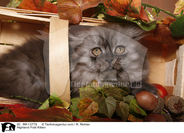 Highland Fold Kitten / Highland Fold Kitten / RR-13779