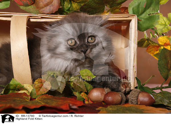 Highland Fold Kitten / RR-13780
