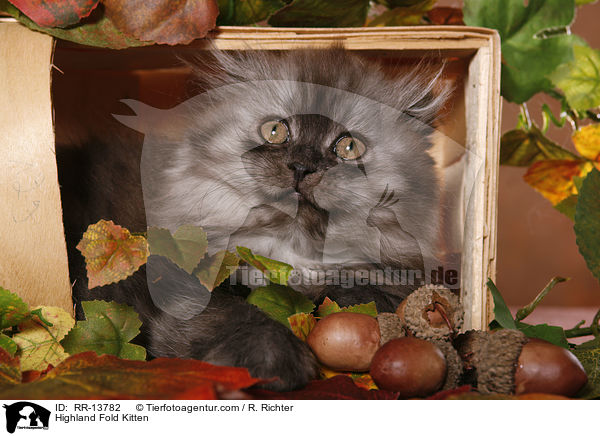 Highland Fold Kitten / Highland Fold Kitten / RR-13782