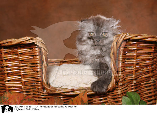 Highland Fold Kitten / Highland Fold Kitten / RR-13785