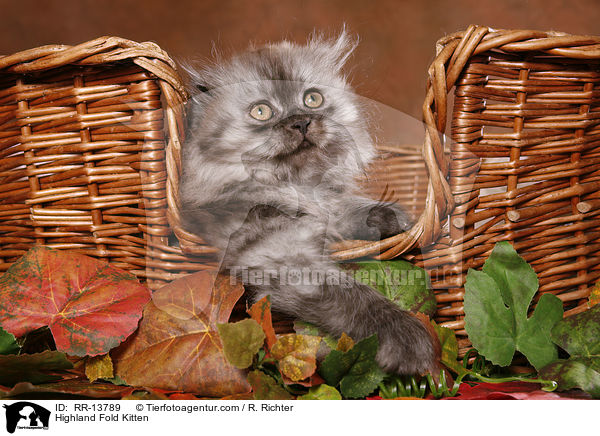 Highland Fold Kitten / Highland Fold Kitten / RR-13789
