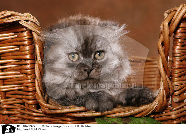 Highland Fold Kitten / RR-13790