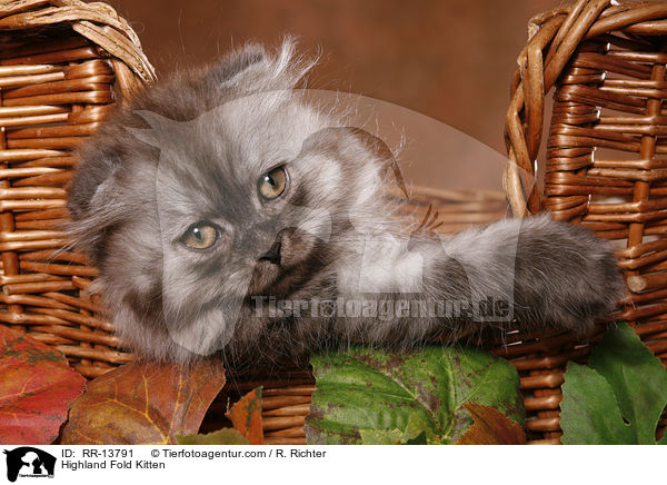 Highland Fold Kitten / Highland Fold Kitten / RR-13791