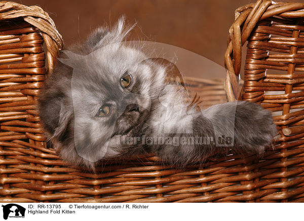 Highland Fold Kitten / Highland Fold Kitten / RR-13795