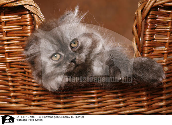 Highland Fold Kitten / RR-13796