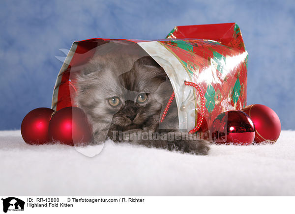 Highland Fold Kitten / Highland Fold Kitten / RR-13800