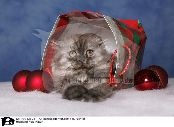 Highland Fold Kitten / Highland Fold Kitten / RR-13803