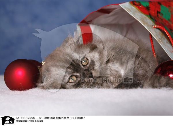 Highland Fold Kitten / Highland Fold Kitten / RR-13805