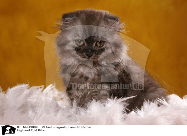 Highland Fold Kitten / Highland Fold Kitten / RR-13809