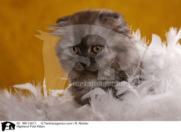 Highland Fold Kitten / Highland Fold Kitten / RR-13811