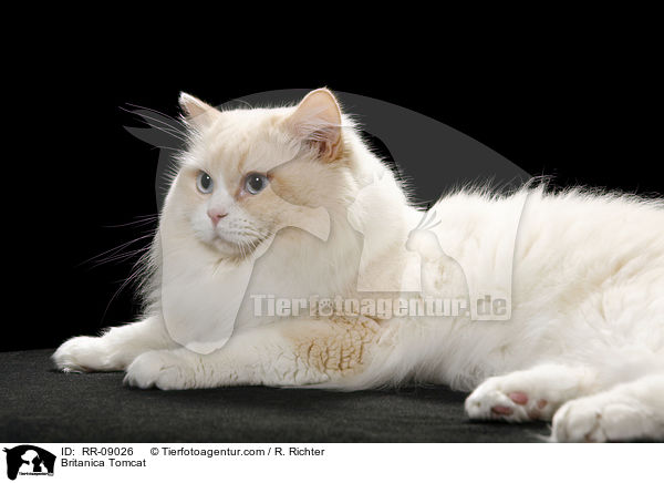 Highlander Kater / Britanica Tomcat / RR-09026