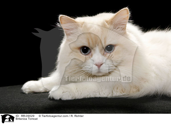 Highlander Kater / Britanica Tomcat / RR-09029