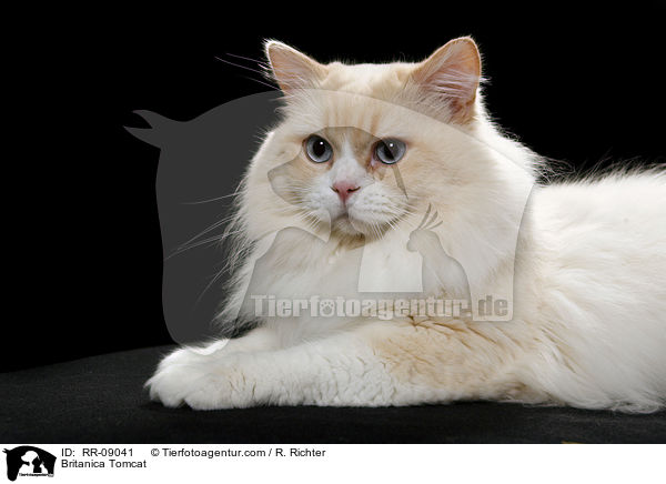 Highlander Kater / Britanica Tomcat / RR-09041