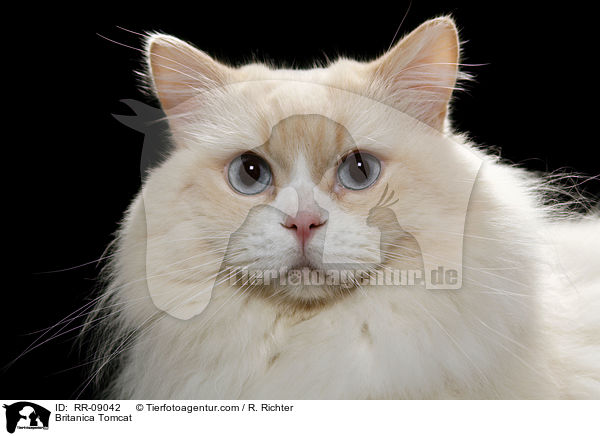 Highlander Kater / Britanica Tomcat / RR-09042