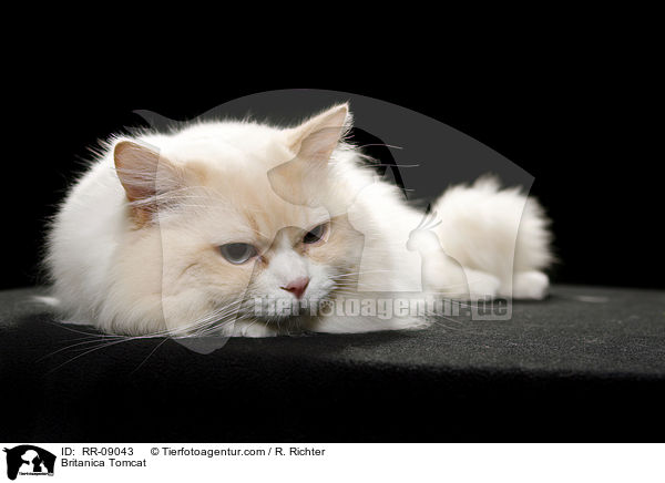 Highlander Kater / Britanica Tomcat / RR-09043