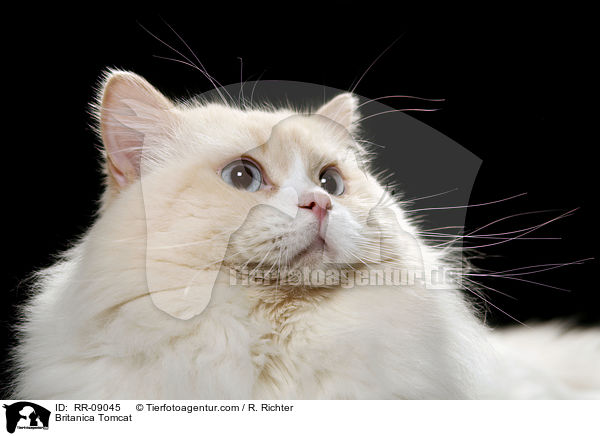 Highlander Kater / Britanica Tomcat / RR-09045