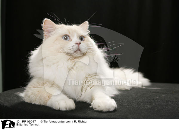 Highlander Kater / Britanica Tomcat / RR-09047