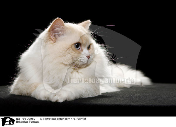 Highlander Kater / Britanica Tomcat / RR-09052