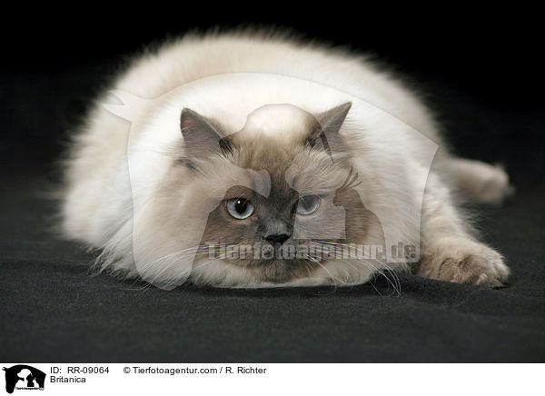 Highlander / Britanica / RR-09064