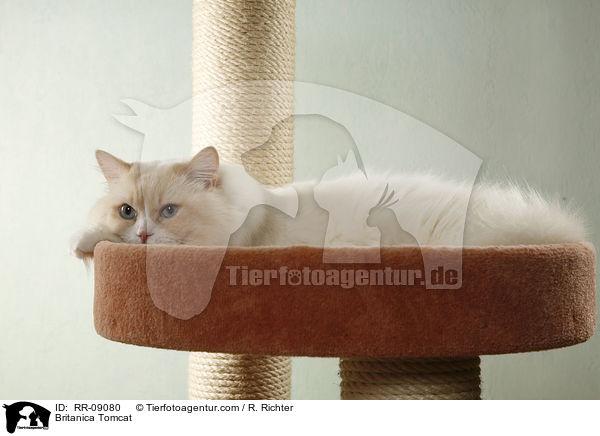 Highlander Kater / Britanica Tomcat / RR-09080