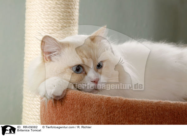 Highlander Kater / Britanica Tomcat / RR-09082