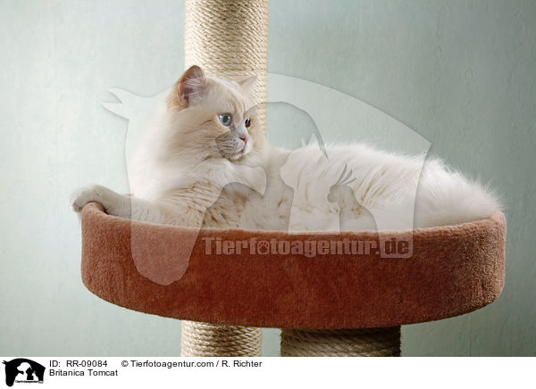 Highlander Kater / Britanica Tomcat / RR-09084