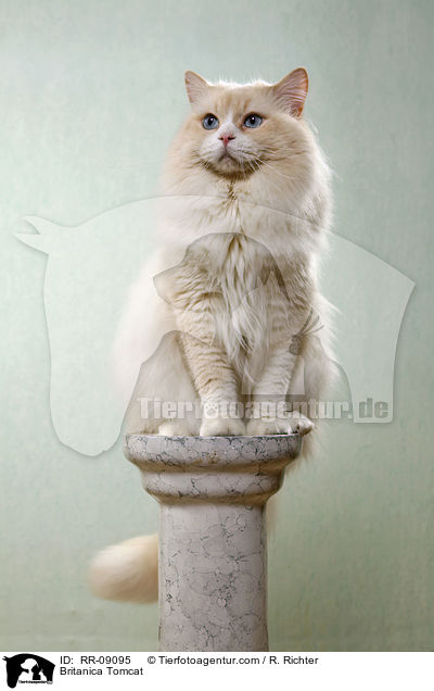Highlander Kater / Britanica Tomcat / RR-09095