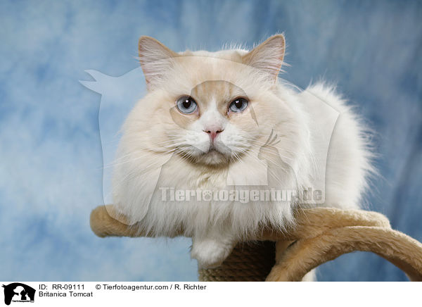 Highlander Kater / Britanica Tomcat / RR-09111