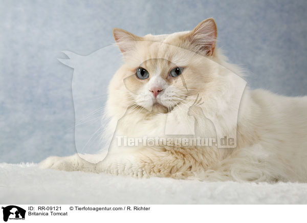Highlander Kater / Britanica Tomcat / RR-09121