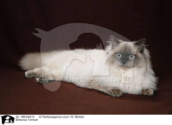 Britisch Langhaar Kater / Britanica Tomcat / RR-09413