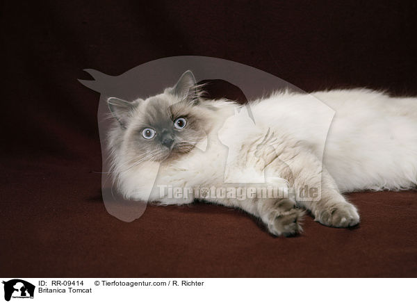 Britisch Langhaar Kater / Britanica Tomcat / RR-09414
