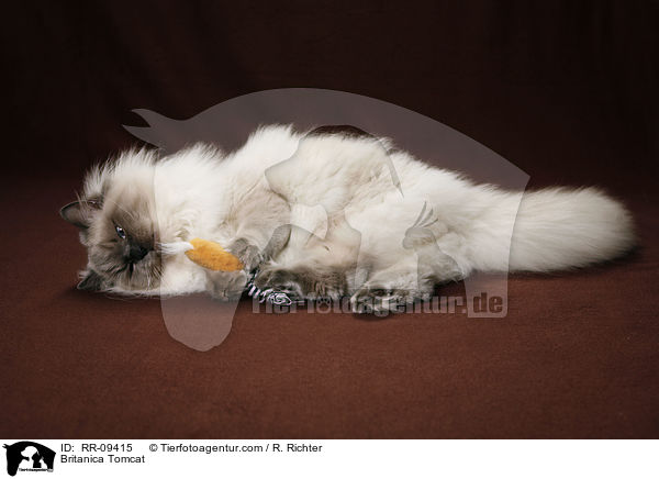 Britisch Langhaar Kater / Britanica Tomcat / RR-09415