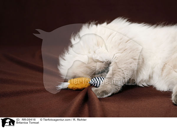 Britisch Langhaar Kater / Britanica Tomcat / RR-09416