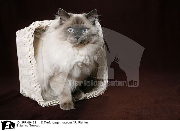 Britisch Langhaar Kater / Britanica Tomcat / RR-09423