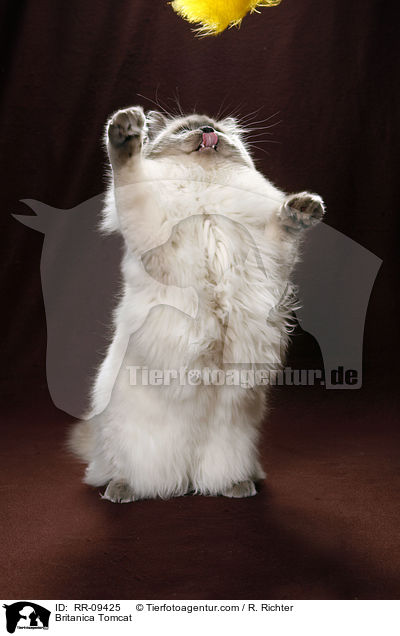 Britisch Langhaar Kater / Britanica Tomcat / RR-09425