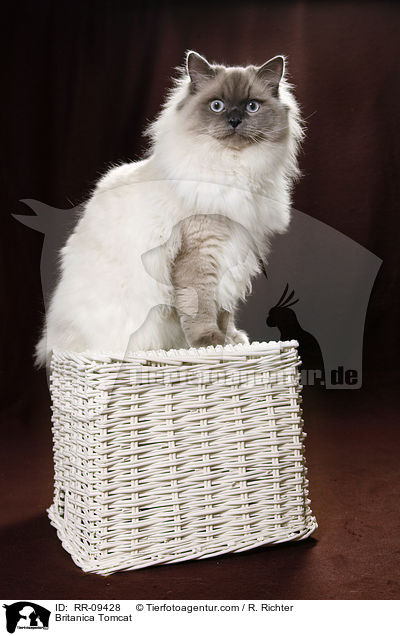 Britisch Langhaar Kater / Britanica Tomcat / RR-09428