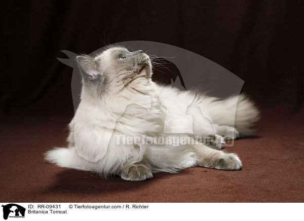 Britisch Langhaar Kater / Britanica Tomcat / RR-09431