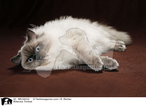 Britisch Langhaar Kater / Britanica Tomcat / RR-09432