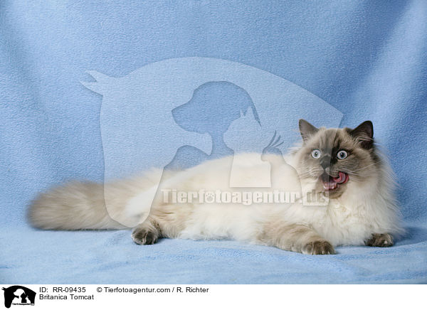 Britisch Langhaar Kater / Britanica Tomcat / RR-09435