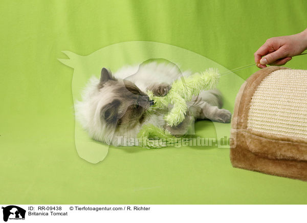 Britisch Langhaar Kater / Britanica Tomcat / RR-09438