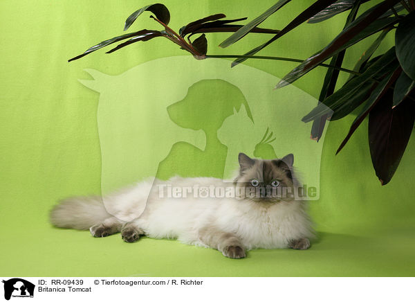 Britisch Langhaar Kater / Britanica Tomcat / RR-09439