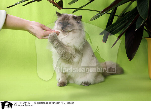 Britisch Langhaar Kater / Britanica Tomcat / RR-09443