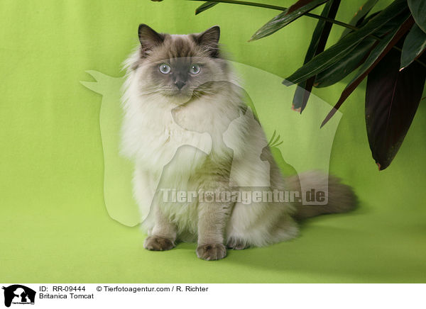 Britisch Langhaar Kater / Britanica Tomcat / RR-09444