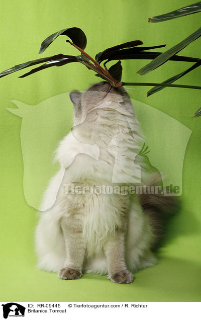 Britisch Langhaar Kater / Britanica Tomcat / RR-09445