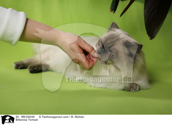 Britisch Langhaar Kater / Britanica Tomcat / RR-09446